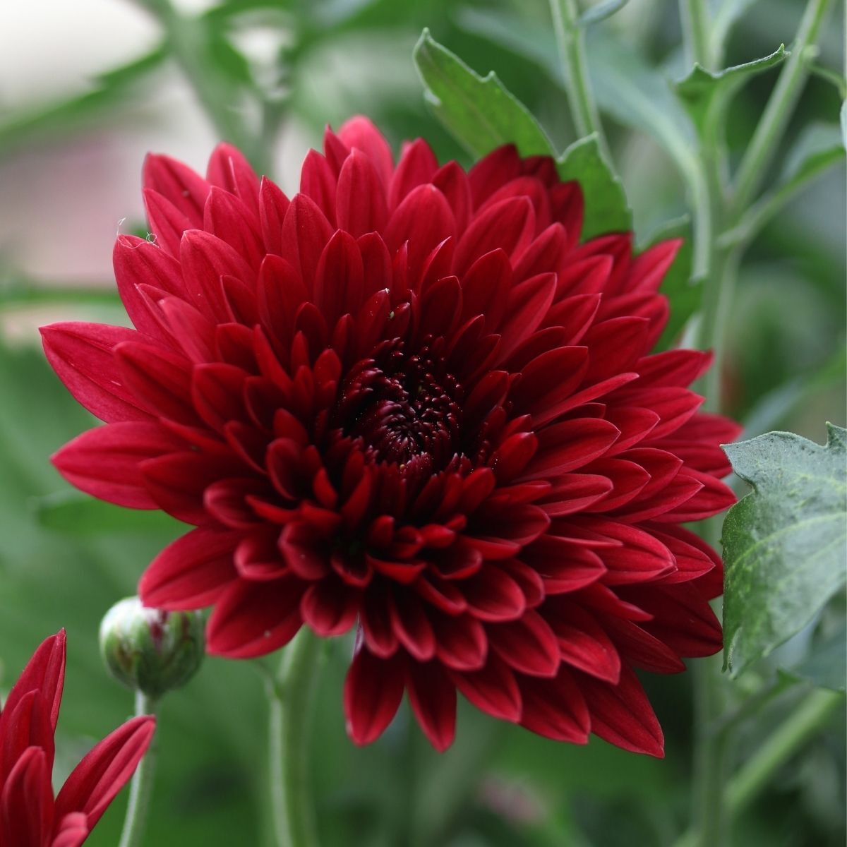 Chrysanthemum- Delano (seedling)